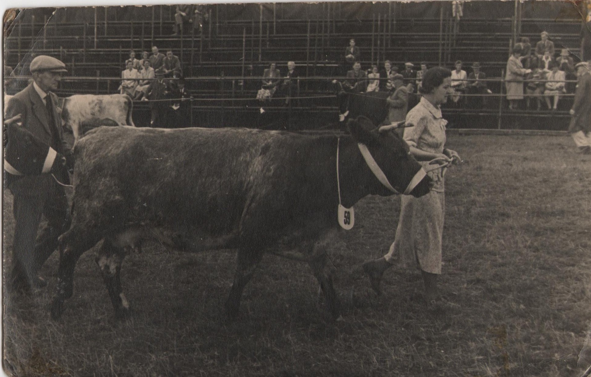Doris Bosomworth at Leyburn Agricultural Show with a cow, c1944